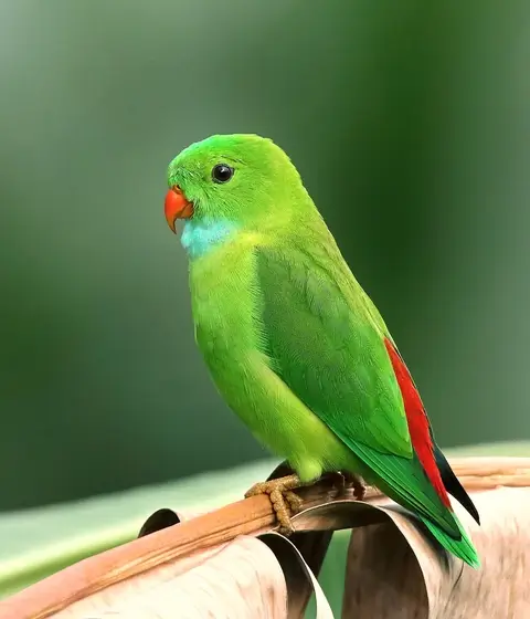 parrot perched on a branch